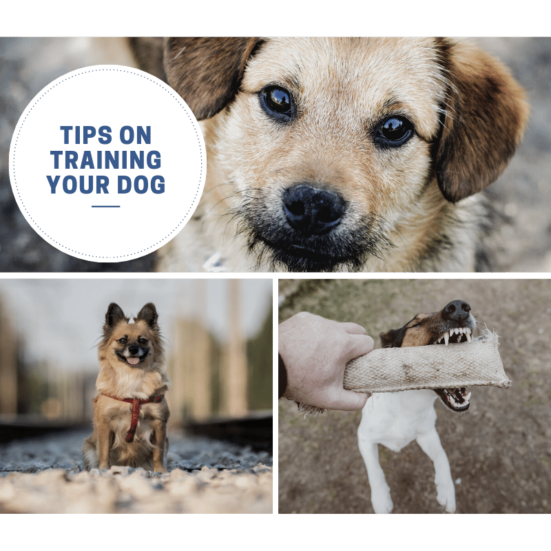 Tips On Training Your Dog