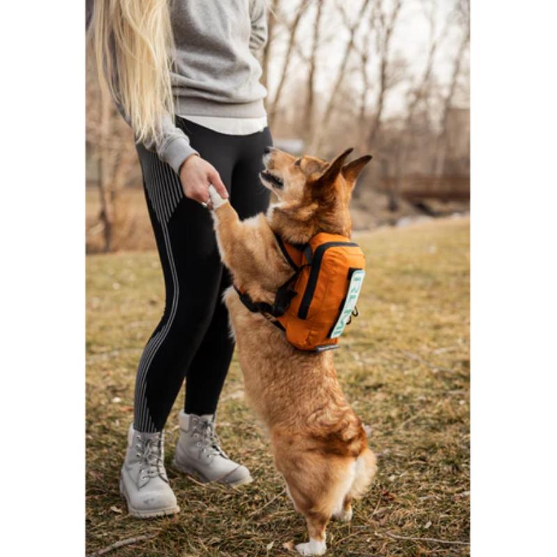 a corgi going on a hike with their mom